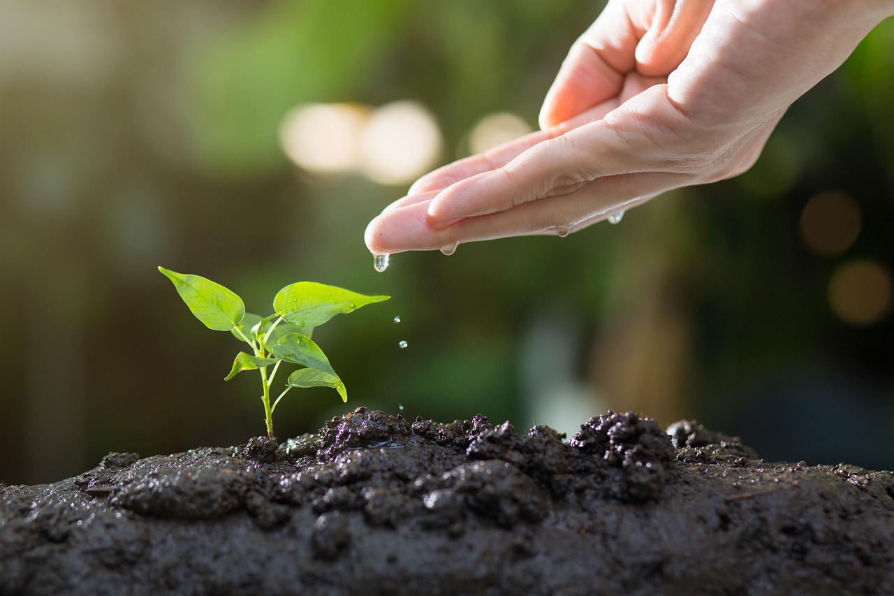 watering seeds