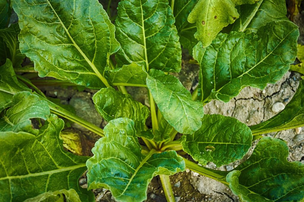 spinach
