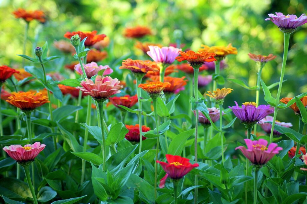 How to Grow Zinnia Seeds?