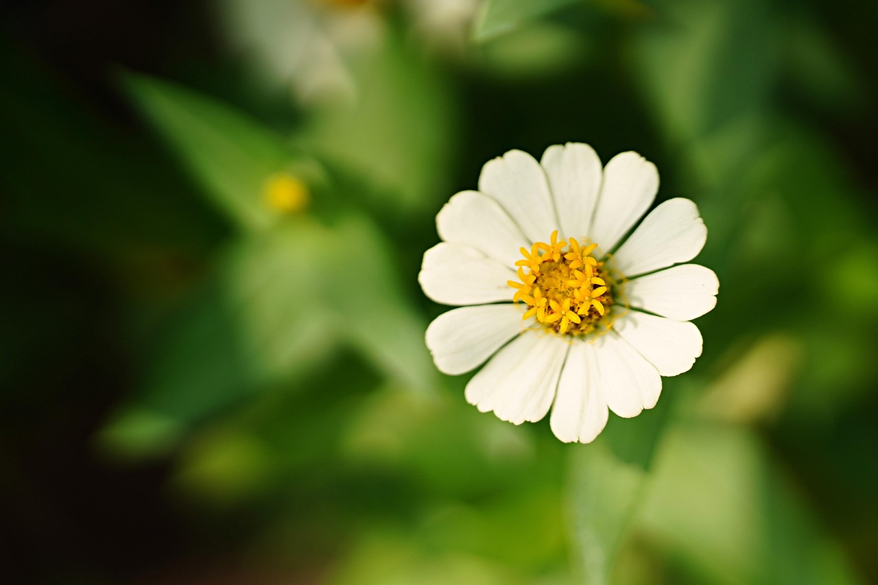 zinnia flower