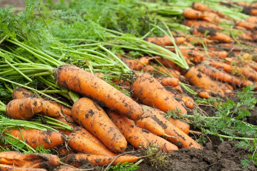 carrot seeds