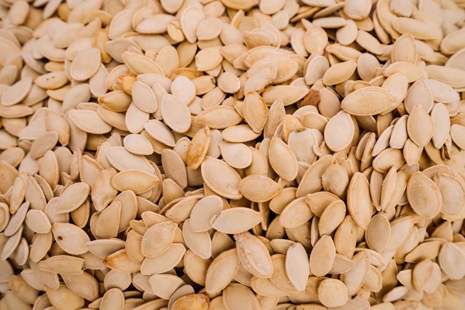 Zucchini Seeds
