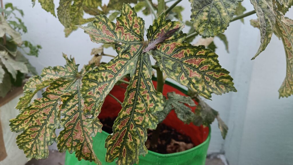 Leaf spot disease