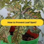 leaf spot banner