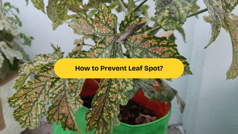 leaf spot banner