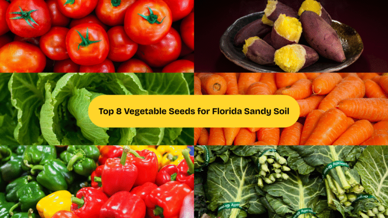 sandy soil vegetable seeds