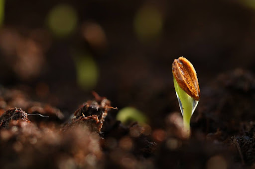 Stratifying Your Rose Seeds for Better Germination