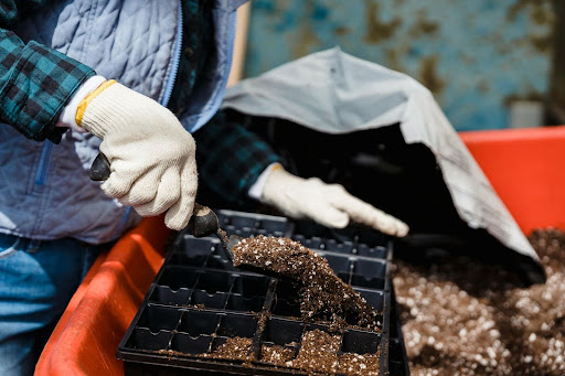 Transplanting Seedlings Outdoors in SoCal (