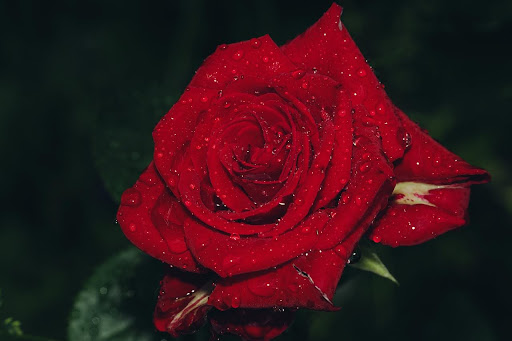 Watering and Care Tips for Young Roses