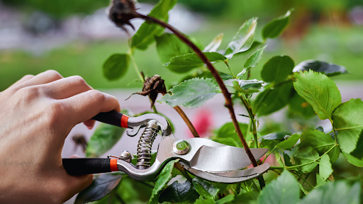 When To Prune Roses?