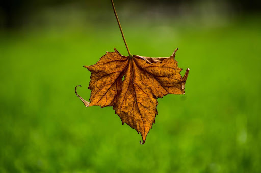 Dealing with Pests and Diseases in Southern California