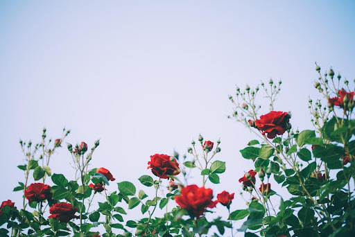 When Do Roses Bloom?