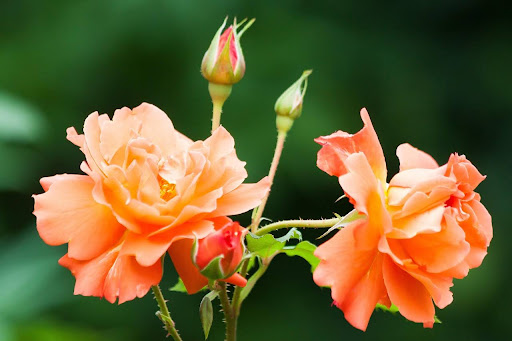 Understanding the Southern California Climate for Rose Growing