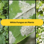 white fungus on plants