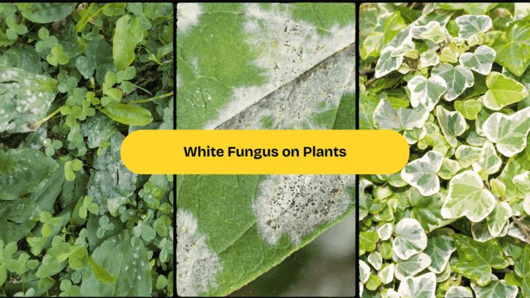 white fungus on plants