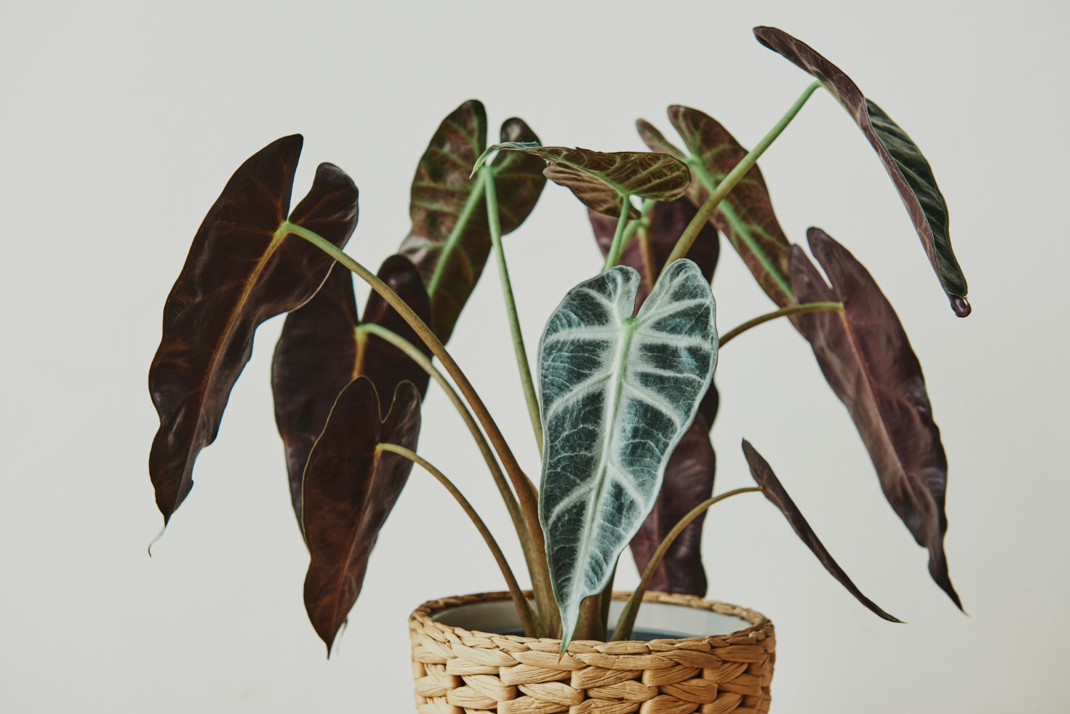 Alocasia Zebrina