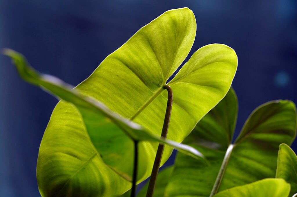 Green Velvet Alocasia