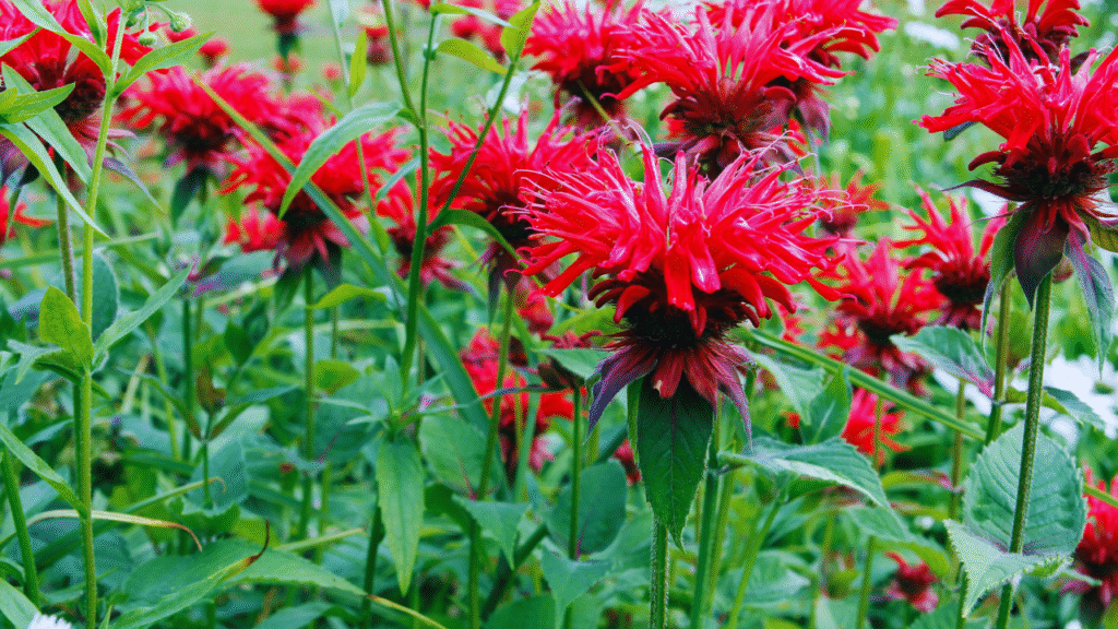 Bee Balm Seeds: How to Grow & Care for This Pollinator Magnet