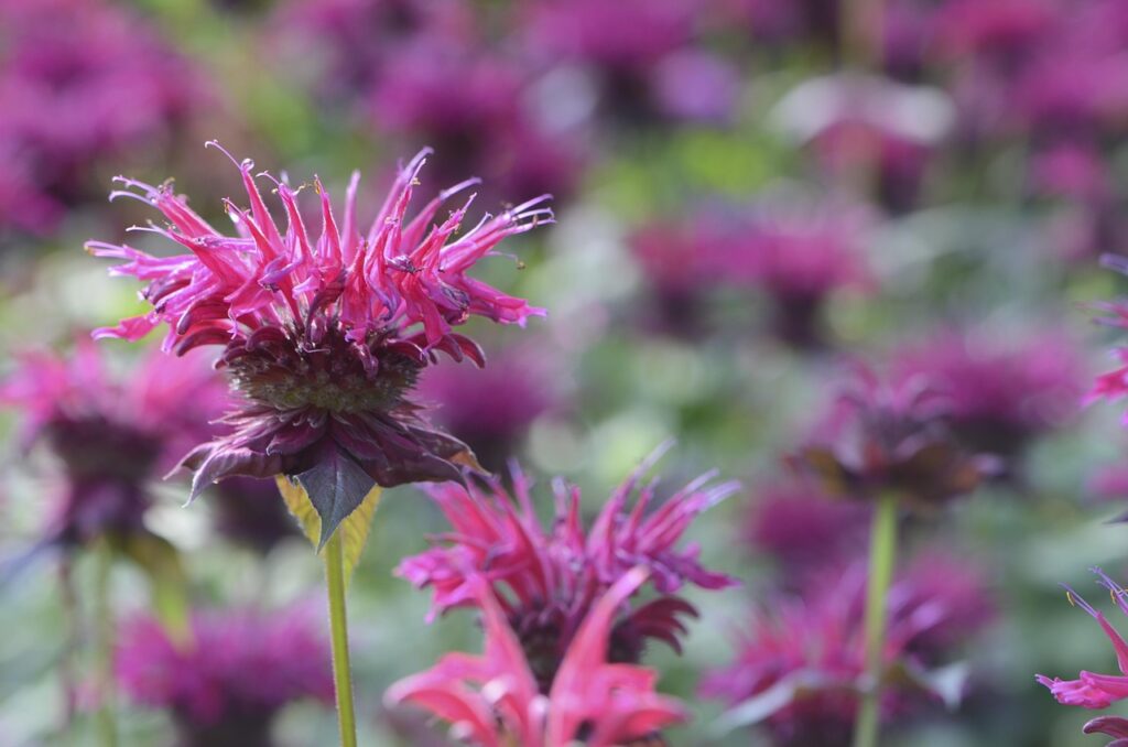 What is Bee Balm?