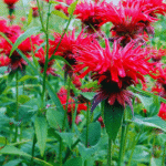 Bee Balm Seeds: How to Grow & Care for This Pollinator Magnet
