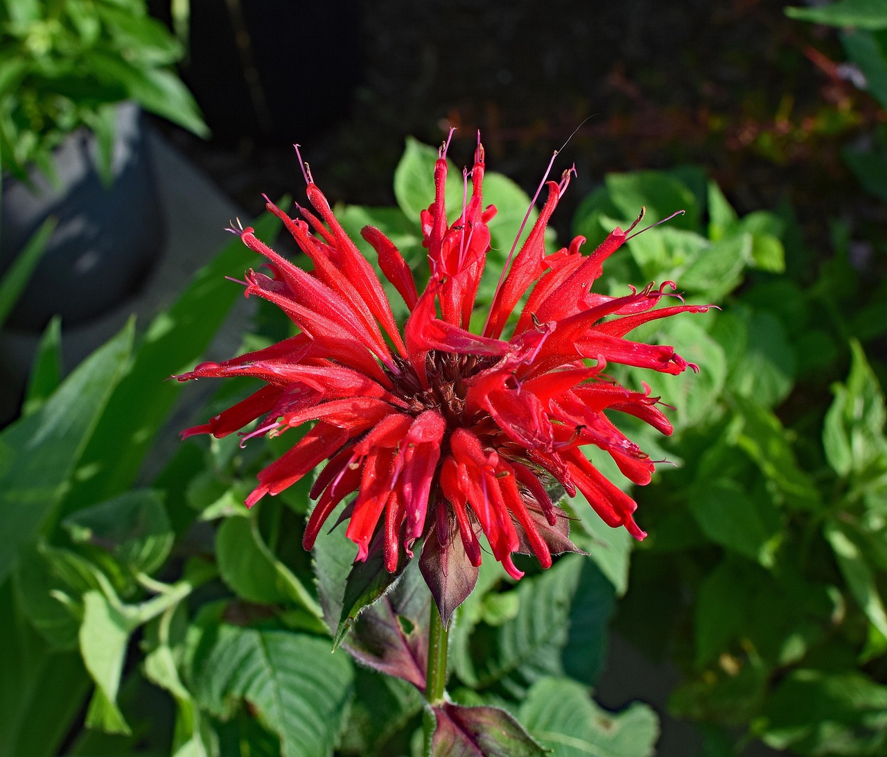 Harvesting and Saving Bee Balm Seeds