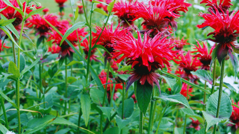 Bee Balm Seeds: How to Grow & Care for This Pollinator Magnet