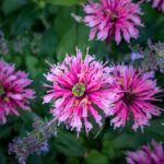 Ultimate Guide to Growing Bee Balm in Texas: Benefits, Tips and Companion Planting