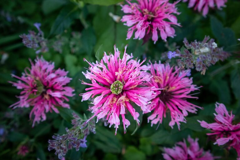 Ultimate Guide to Growing Bee Balm in Texas: Benefits, Tips and Companion Planting