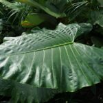 Large Leaf Plants