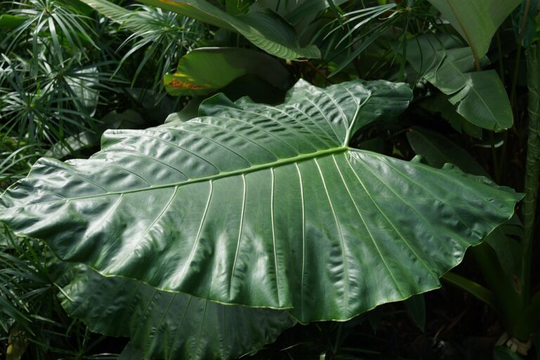 Large Leaf Plants