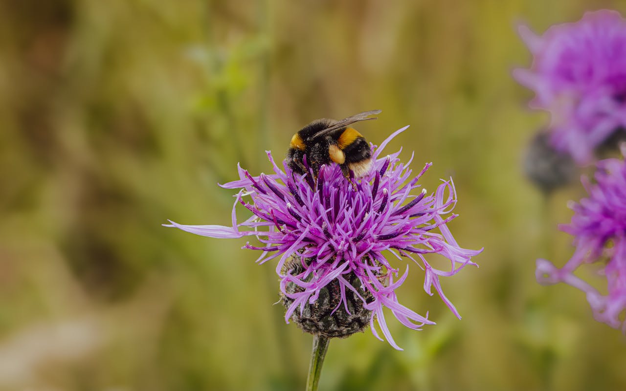 Best Bee Balm Varieties for Texas