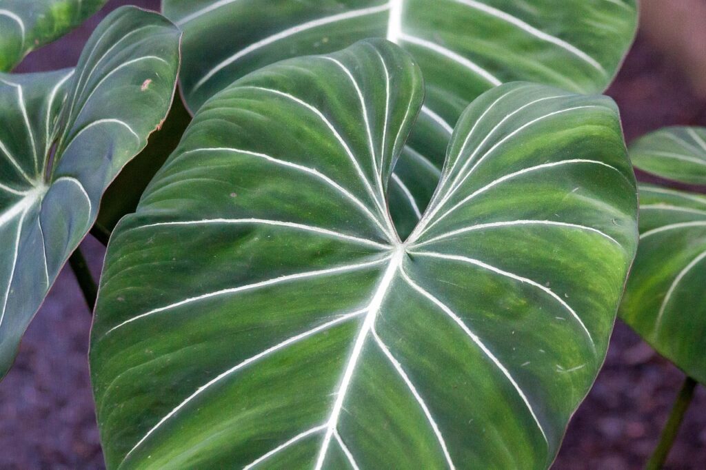 Gloriosum, very popular among large leaf plants