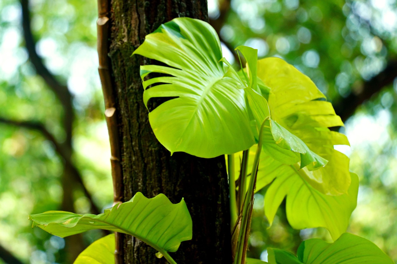 Anthurium Clarinervium
