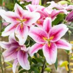 Pink Lilly Flower​: Growing and Caring for Pink Lillies