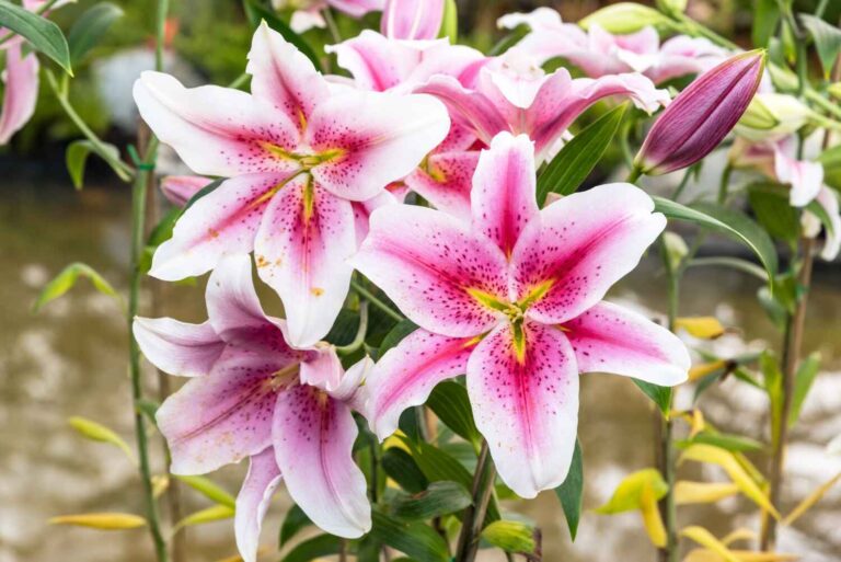 Pink Lilly Flower​: Growing and Caring for Pink Lillies