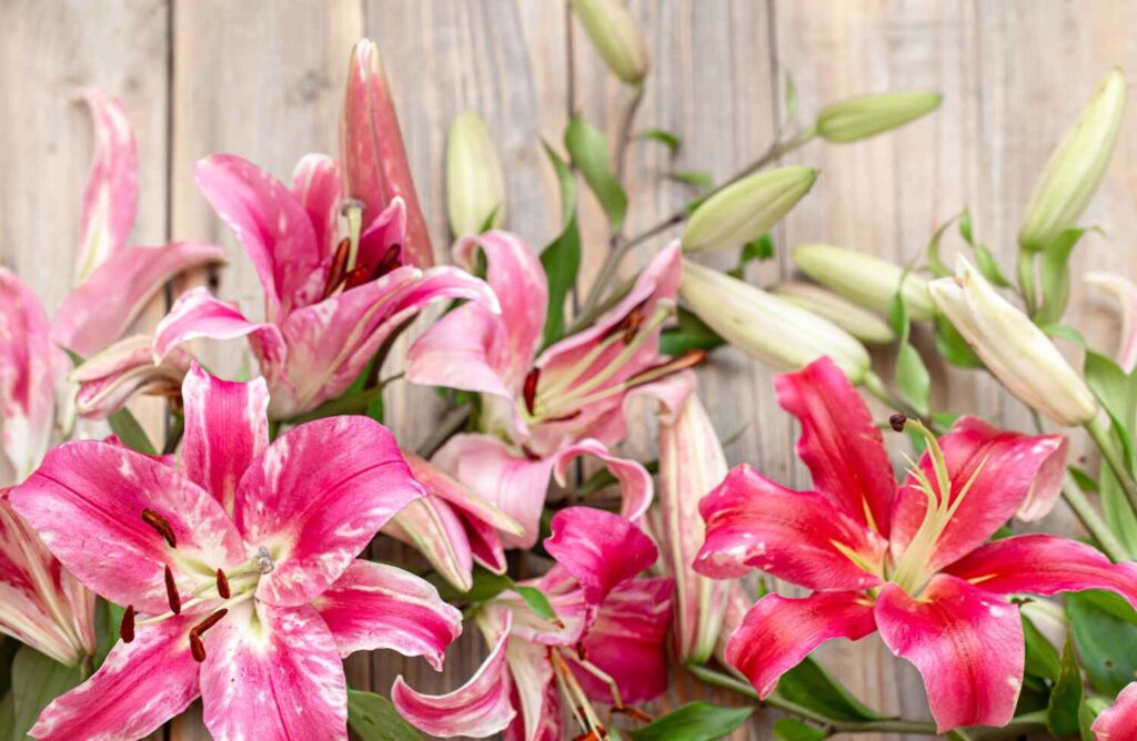 Types of Pink Lilly Flower You Can Grow at Home
