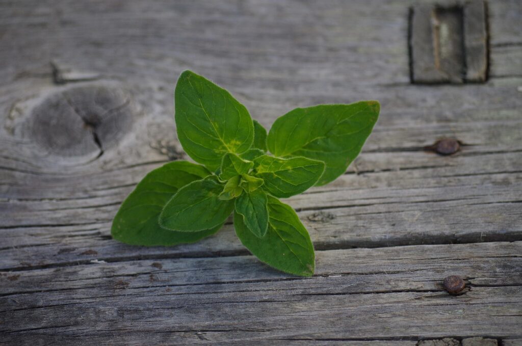 Benefits of oregano herb leaves