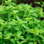 Oregano Herb Leaves