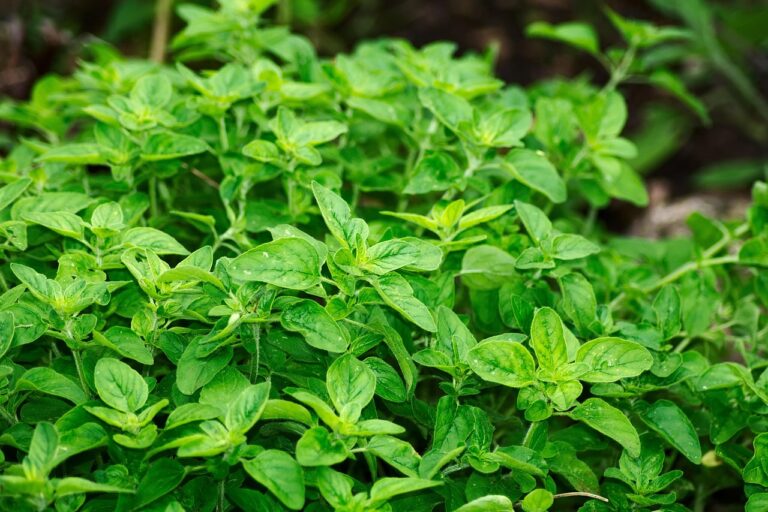 Oregano Herb Leaves