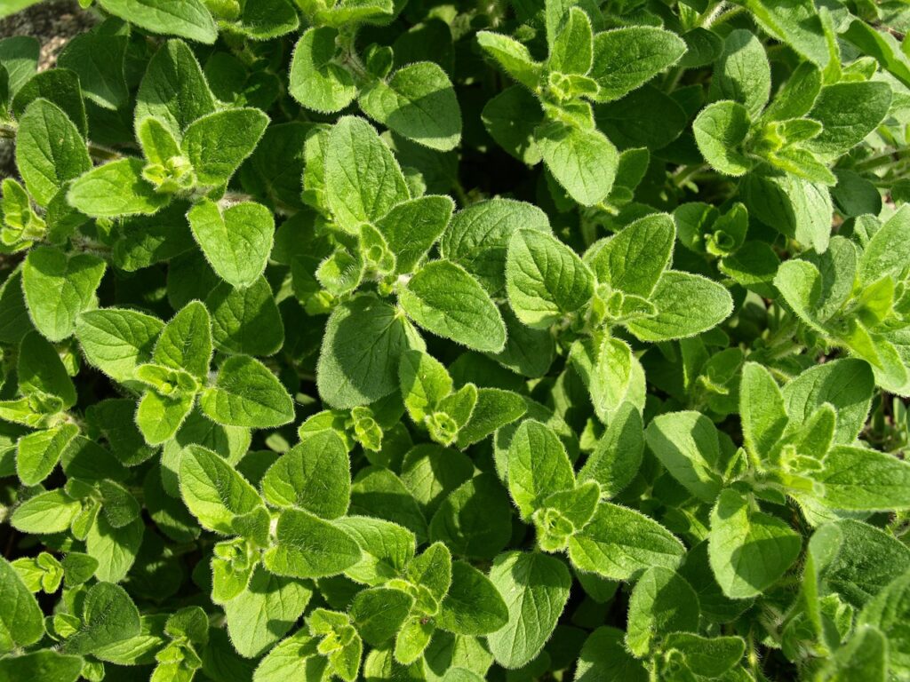 Ground oregano vs Oregano leaves