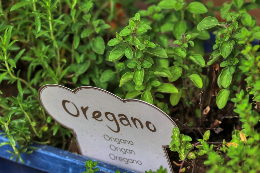 Types of oregano leaves