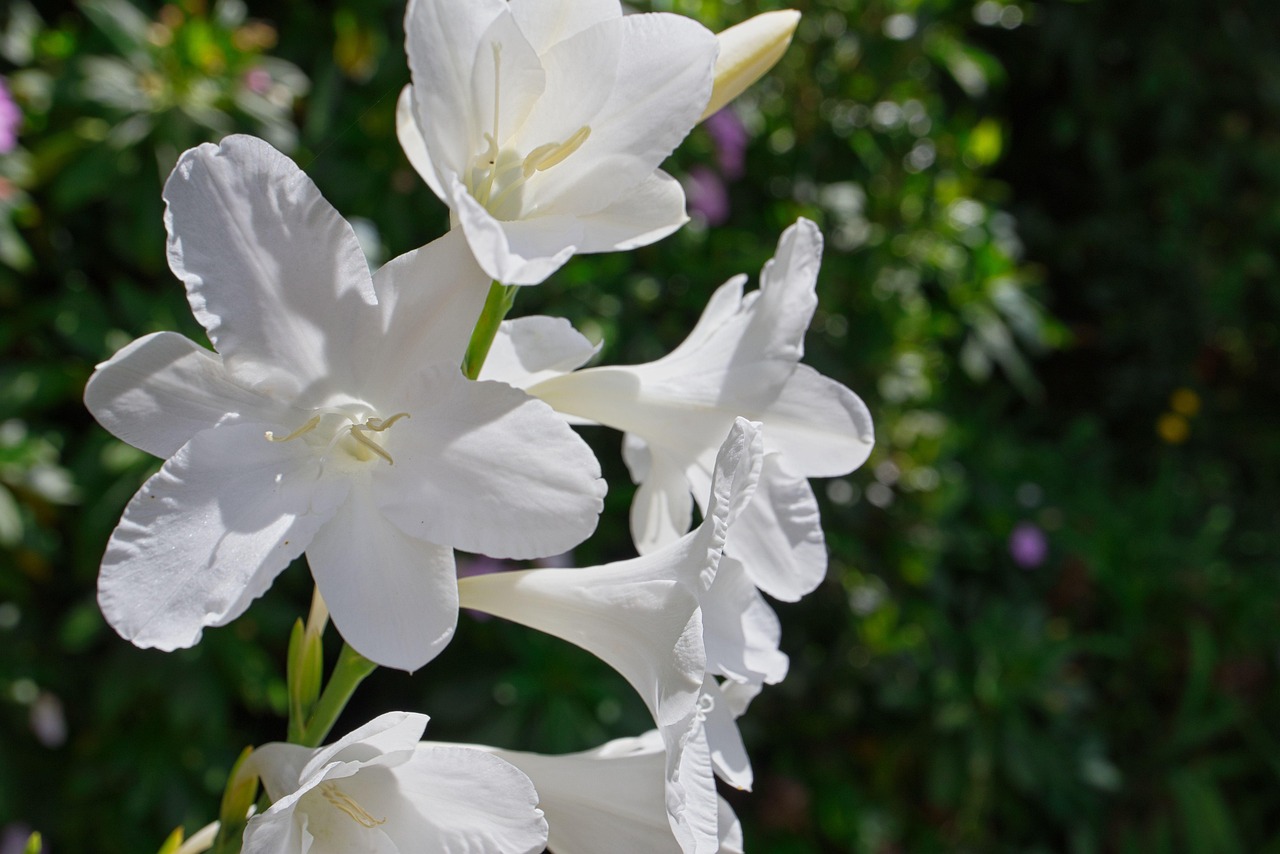 Companion Plants That Pair Well with Plantain Lily Hosta
