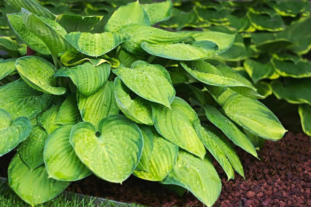 Plantain Lily vs. August Moon Hosta: What’s the Difference?