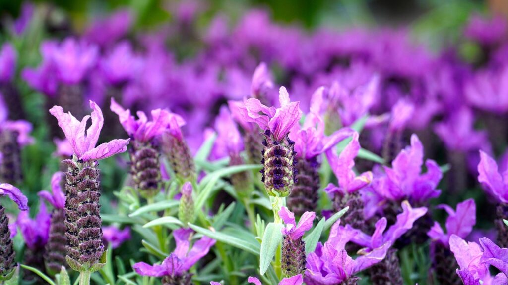 Common Problems and How to Keep Your Plectranthus ‘Mona Lavender’ Healthy