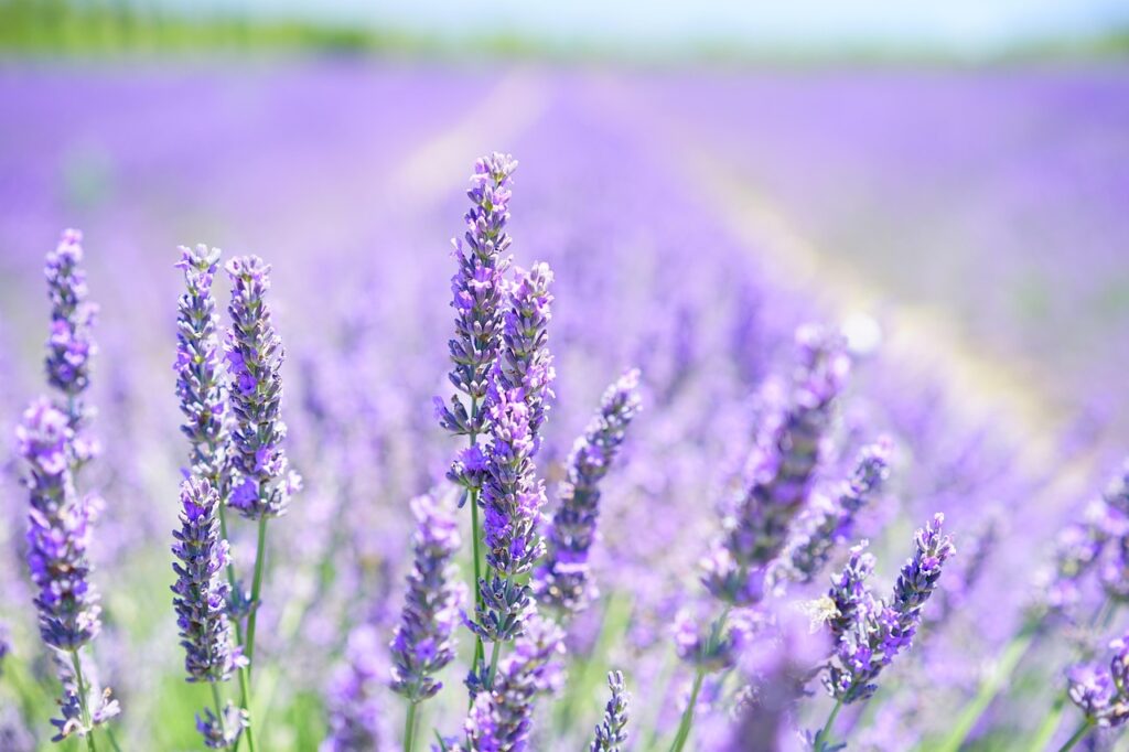 How to Grow Mona Lavender: Light, Water, and Soil Tips for Success?
