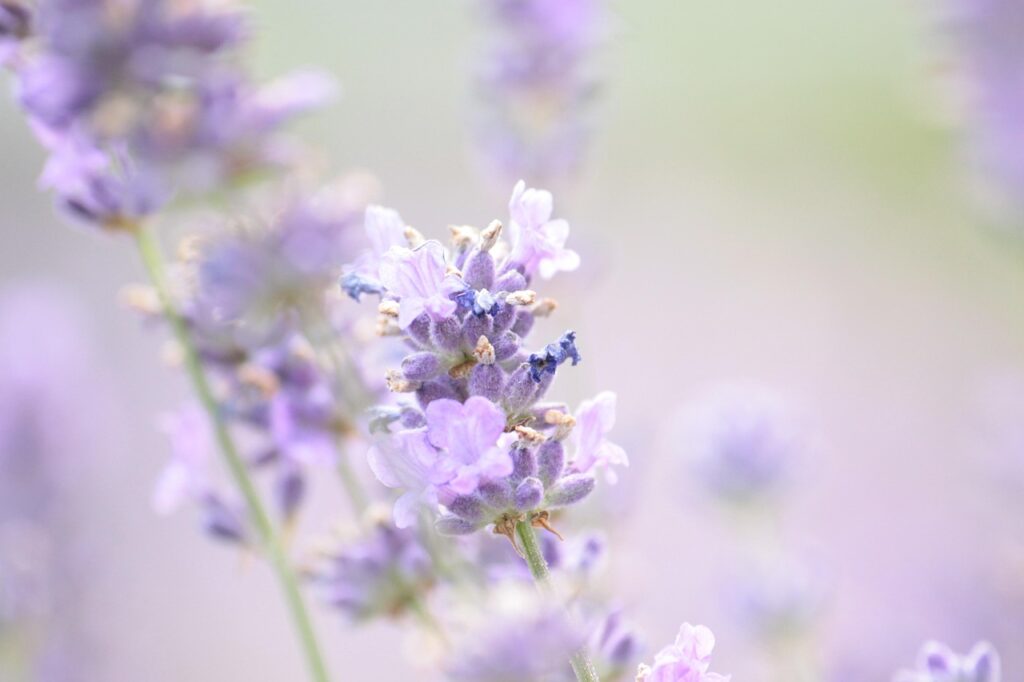 Propagation Made Easy: Growing New Mona Lavender Plants from Cuttings