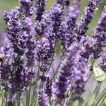 Mona Lavender Plant