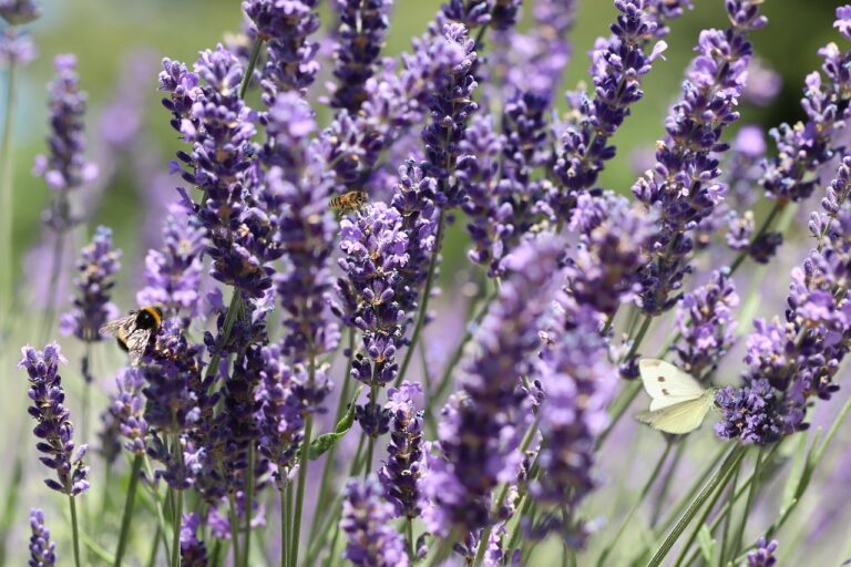 Mona Lavender Plant