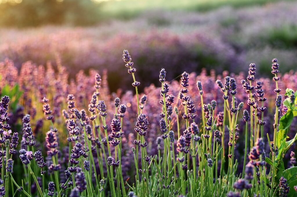 What Makes the Mona Lavender So Special Among Spurflowers?